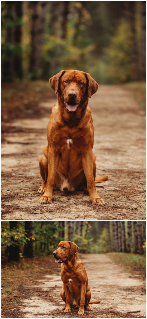red lab in forrest