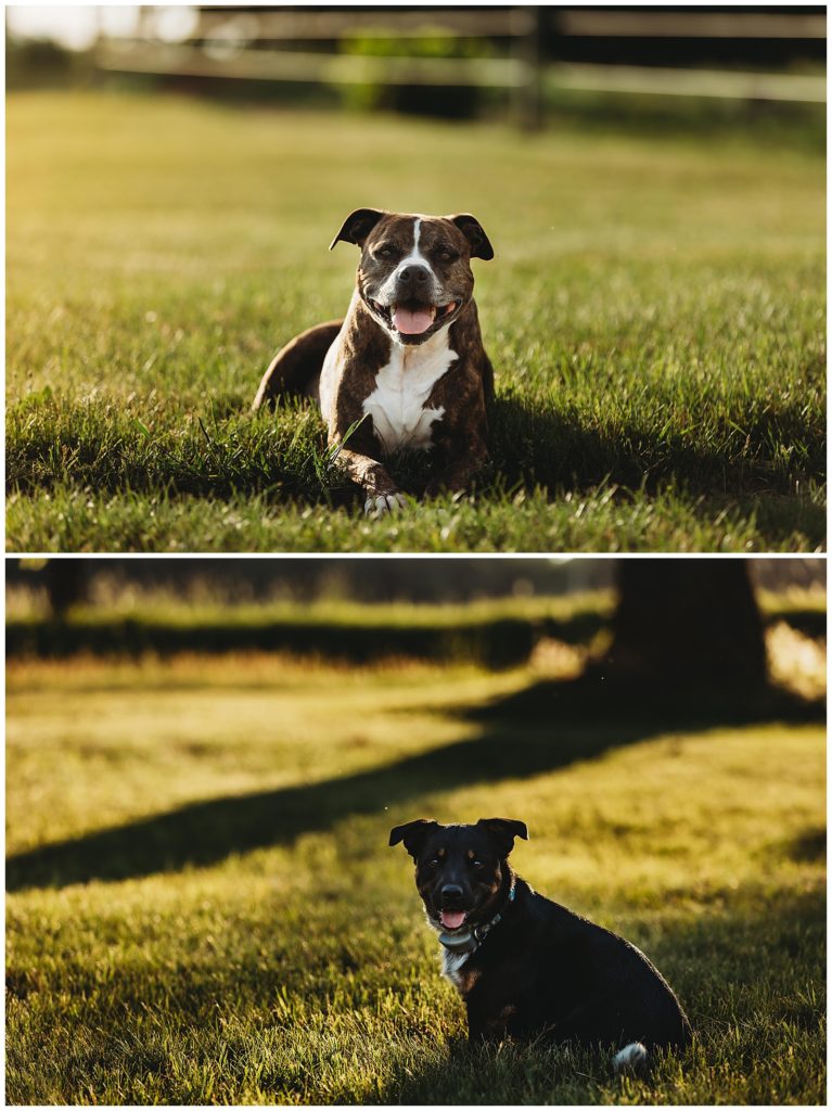 pit bull and corgi sitting in the sunset