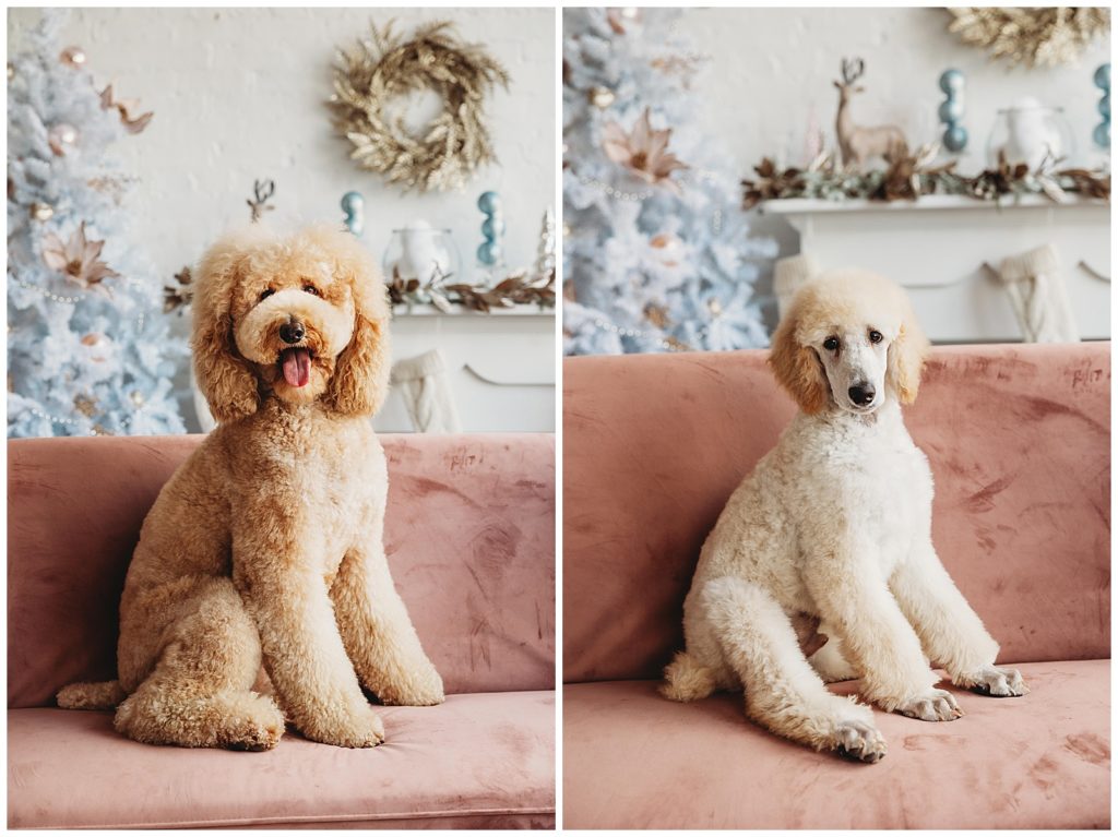 two poodles sitting on couch
