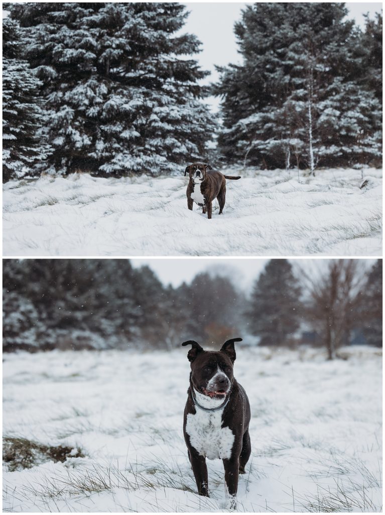 two pitbulls playing in the snow