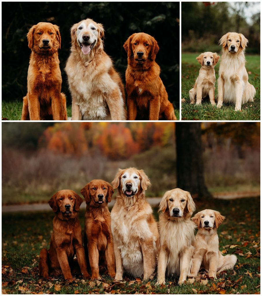 golden retriever family